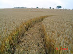 Watlington Road, Oxfordshire crop circle, aerial photo 10