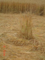 Watlington Road, Oxfordshire crop circle, aerial photo 11