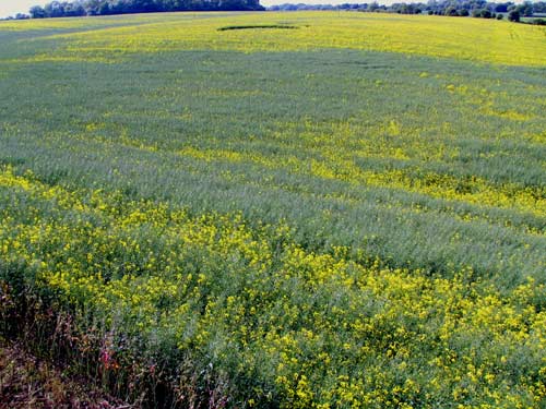 Botley, Oxford crop circle, aerial photo 8