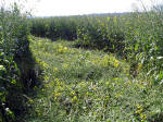 Botley, Oxford crop circle, aerial photo 5