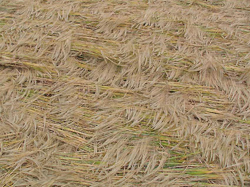 The Pilgrims Way, Kent crop circle, aerial photo 4