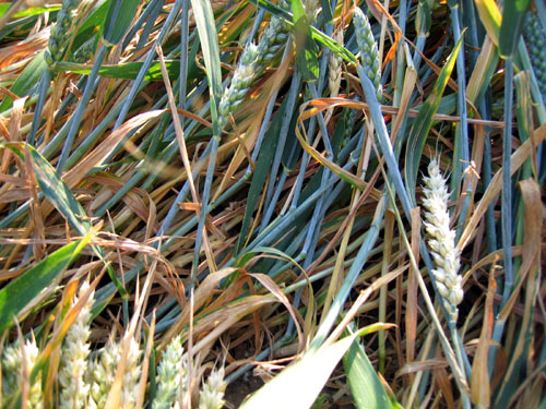 Wouldham, Kent crop circle, aerial photo 11