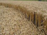 Arreton, Isle of Wight crop circle, aerial photo 6