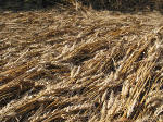 Arreton, Isle of Wight crop circle, aerial photo 9