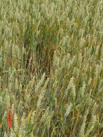Aston, Hertfordshire crop circle, aerial photo 17