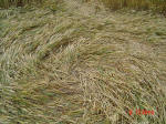 Aston, Hertfordshire crop circle, aerial photo 10