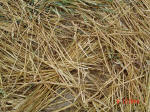 Aston, Hertfordshire crop circle, aerial photo 11