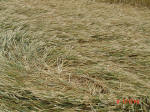 Aston, Hertfordshire crop circle, aerial photo 13