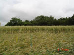 Aston, Hertfordshire crop circle, aerial photo 16