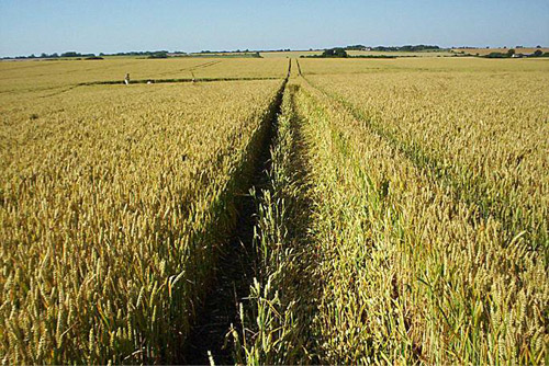 Crop Circle atBarbury Castle, Wiltshire crop circle, aerial photo 23