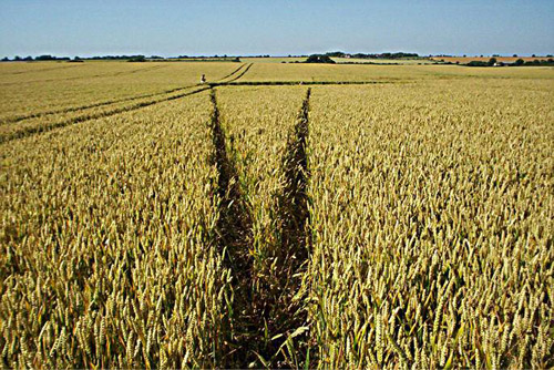 Crop Circle atBarbury Castle, Wiltshire crop circle, aerial photo 7