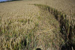 Crop Circle atBarbury Castle, Wiltshire crop circle, aerial photo 10
