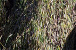 Crop Circle atBarbury Castle, Wiltshire crop circle, aerial photo 12