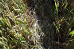 Crop Circle atBarbury Castle, Wiltshire crop circle, aerial photo 16