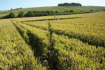 Crop Circle atBarbury Castle, Wiltshire crop circle, aerial photo 30