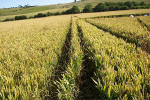 Crop Circle atBarbury Castle, Wiltshire crop circle, aerial photo 31