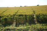 Crop Circle atBarbury Castle, Wiltshire crop circle, aerial photo 33