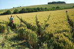 Crop Circle atBarbury Castle, Wiltshire crop circle, aerial photo 34
