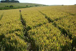 Crop Circle atBarbury Castle, Wiltshire crop circle, aerial photo 35