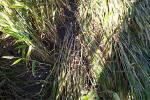 Crop Circle atBarbury Castle, Wiltshire crop circle, aerial photo 37