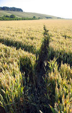Crop Circle atBarbury Castle, Wiltshire crop circle, aerial photo 21