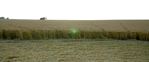 Crop Circle atBarbury Castle, Wiltshire crop circle, aerial photo 25