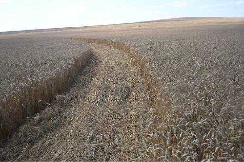 Blowingstone Hill, Oxfordshire crop circle, aerial photo 53