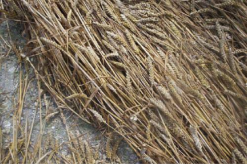 Blowingstone Hill, Oxfordshire crop circle, aerial photo 58