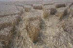 Blowingstone Hill, Oxfordshire crop circle, aerial photo 83