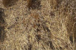 Blowingstone Hill, Oxfordshire crop circle, aerial photo 87