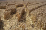 Blowingstone Hill, Oxfordshire crop circle, aerial photo 86
