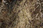 Blowingstone Hill, Oxfordshire crop circle, aerial photo 90