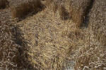Blowingstone Hill, Oxfordshire crop circle, aerial photo 89