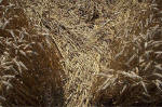 Blowingstone Hill, Oxfordshire crop circle, aerial photo 92