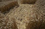 Blowingstone Hill, Oxfordshire crop circle, aerial photo 62