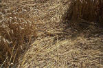 Blowingstone Hill, Oxfordshire crop circle, aerial photo 72