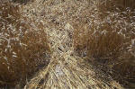 Blowingstone Hill, Oxfordshire crop circle, aerial photo 85