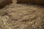 Blowingstone Hill, Oxfordshire crop circle, aerial photo 78
