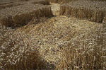 Blowingstone Hill, Oxfordshire crop circle, aerial photo 84