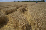 Blowingstone Hill, Oxfordshire crop circle, aerial photo 81
