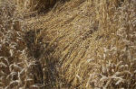 Blowingstone Hill, Oxfordshire crop circle, aerial photo 80