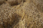 Blowingstone Hill, Oxfordshire crop circle, aerial photo 82