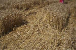Blowingstone Hill, Oxfordshire crop circle, aerial photo 74