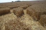 Blowingstone Hill, Oxfordshire crop circle, aerial photo 88