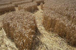 Blowingstone Hill, Oxfordshire crop circle, aerial photo 63