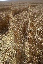 Blowingstone Hill, Oxfordshire crop circle, aerial photo 93