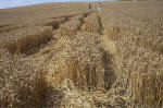 Blowingstone Hill, Oxfordshire crop circle, aerial photo 79
