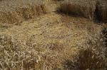Blowingstone Hill, Oxfordshire crop circle, aerial photo 65