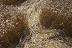 Blowingstone Hill, Oxfordshire crop circle, aerial photo 73