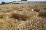 Blowingstone Hill, Oxfordshire crop circle, aerial photo 67
